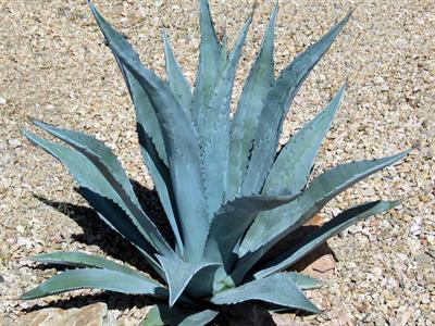 Agave Americana